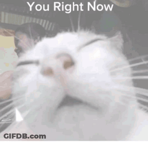 Drowsy White Kitty Squinting GIF