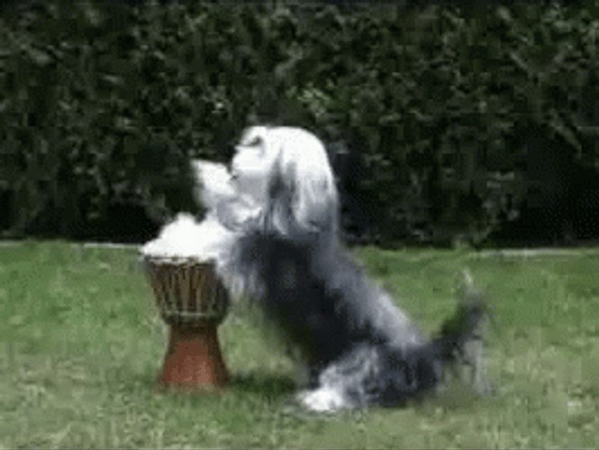 Drum Roll Cute Dog Wiggle GIF
