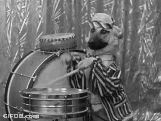 Drum Roll Funny Dog GIF