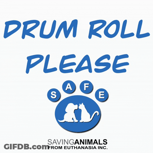 Drum Roll Please For Animals GIF