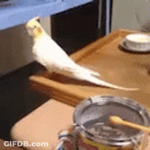 Drum Roll Please Parrot GIF