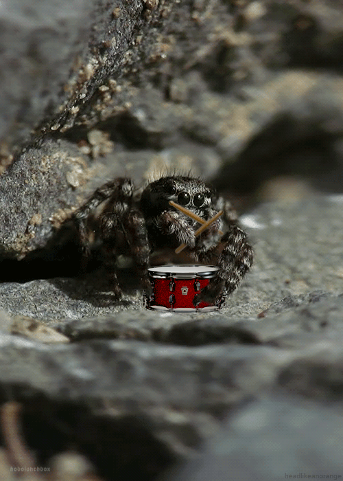 Drum Roll Spider Tarantula GIF