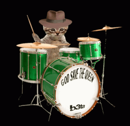 Drumroll Adorable Kitty In Hat GIF