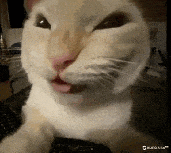 Duc2o5 GIF