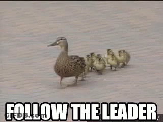 Duck And Ducklings Walking Follow The Leader GIF