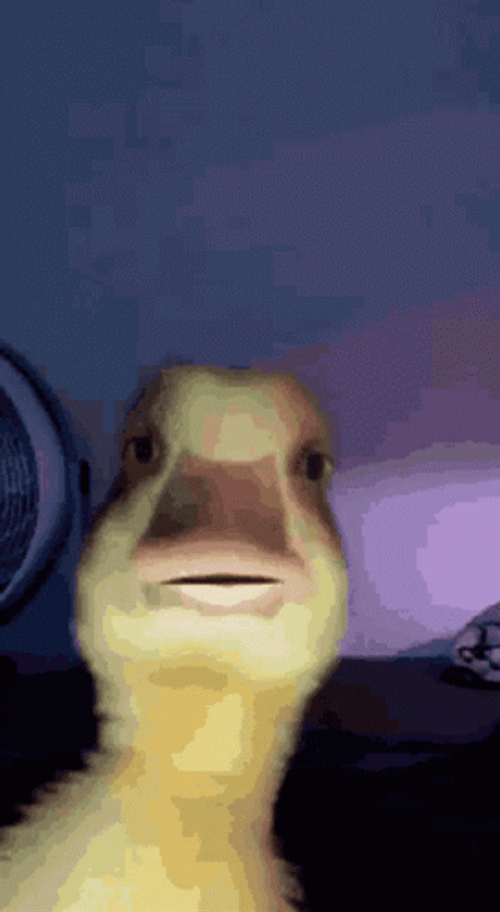 Duck Attending Zoom Meeting Meme GIF