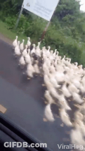 Duck Badling GIF