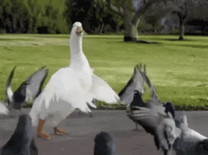 Duck Breakdancing With Doves GIF