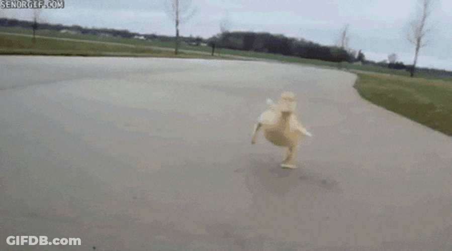 Duck Dance In A Hurry GIF