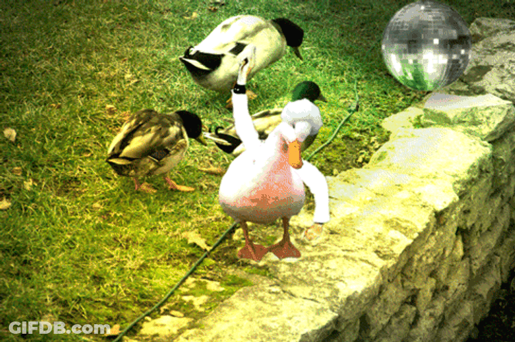 Duck Dance On The Spotlight GIF