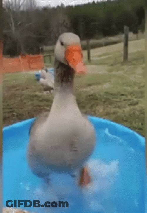 Duck Dance On The Tub GIF