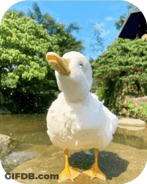 Duck Dance To Say Hi GIF