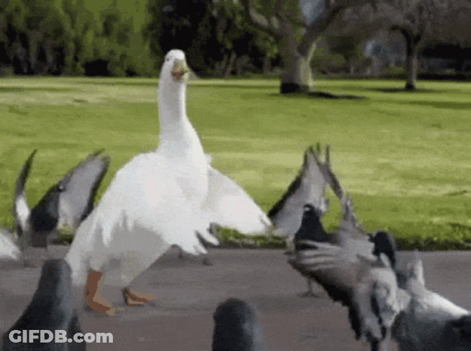 Duck Dance With Flock Of Dove GIF