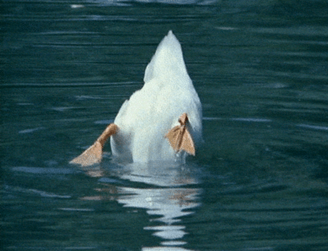 Duck Diving Underwater Loop Meme GIF