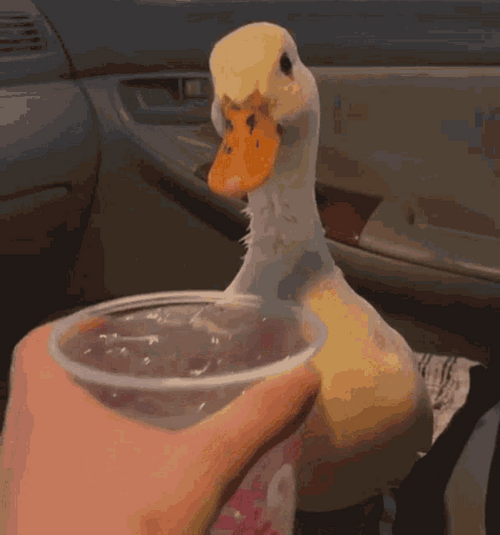 Duck Drinking Water GIF