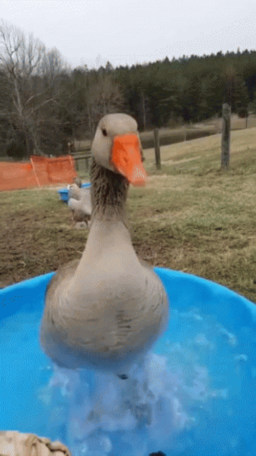 Duck Excited Splashing GIF