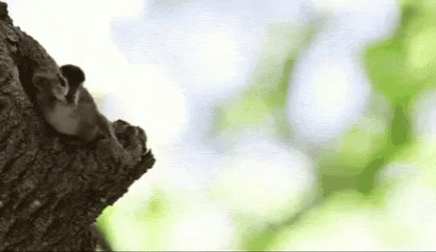 Duck Fall Implosion Vs Explosion GIF