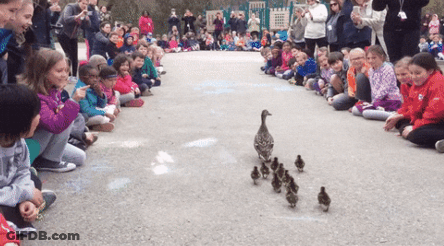 Duck Family Parading Meme GIF
