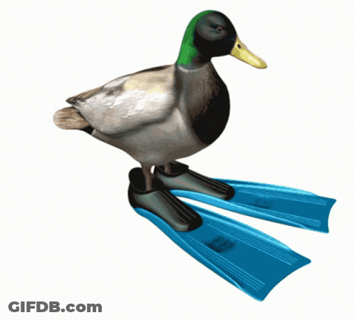 Duck GIF