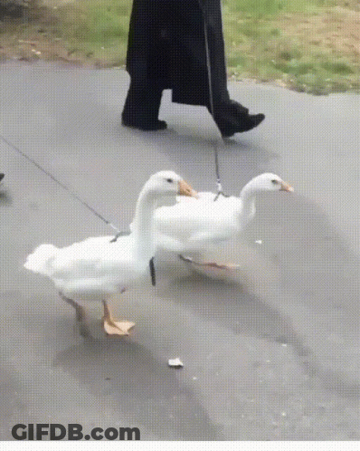 Duck GIF