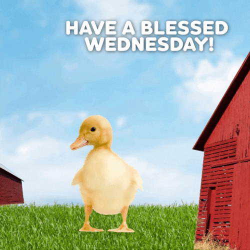 Duck Good Morning Have A Blessed Day Wednesday GIF