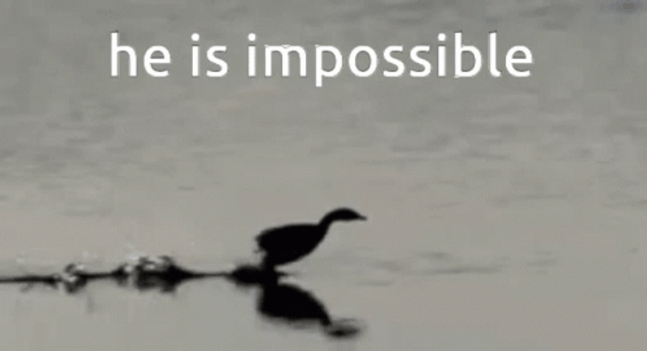 Duck He Is Impossible GIF