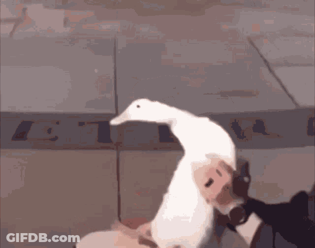 Duck Honor GIF