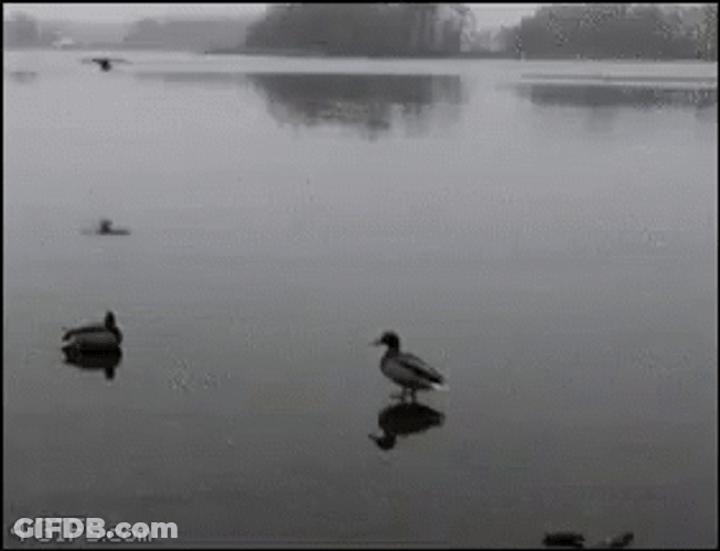 Duck Hunting In Cold Weather GIF