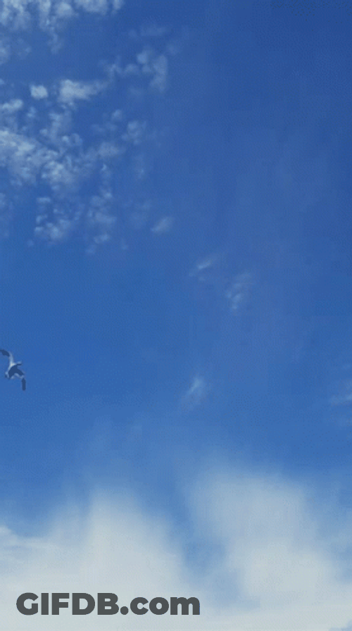 Duck Hunting In Early Morning GIF