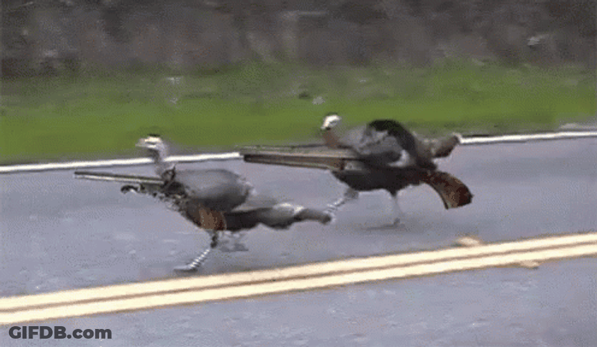Duck Hunting Wild Turkey With Gun GIF