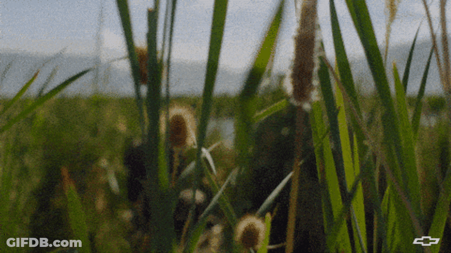 Duck Hunting With A Racoon In The Wild GIF