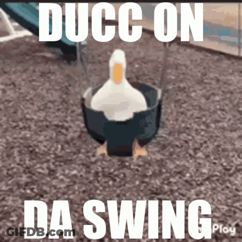 Duck In A Swing Saying Ducc On Da Swing GIF
