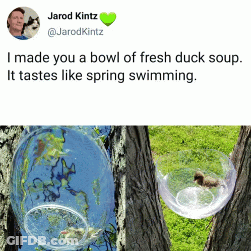 Duck In Bowl Of Duck Soup GIF