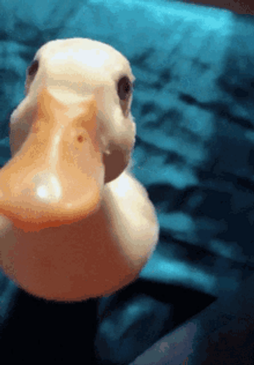 Duck Jump Fail GIF