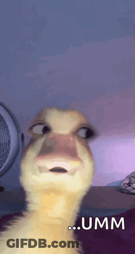 Duck Making Funny Face With Fan On Purple Background GIF