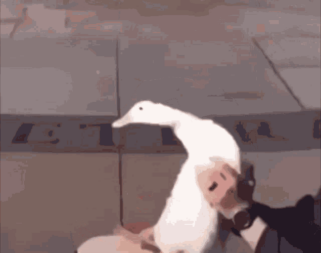 Duck Playing Drums GIF