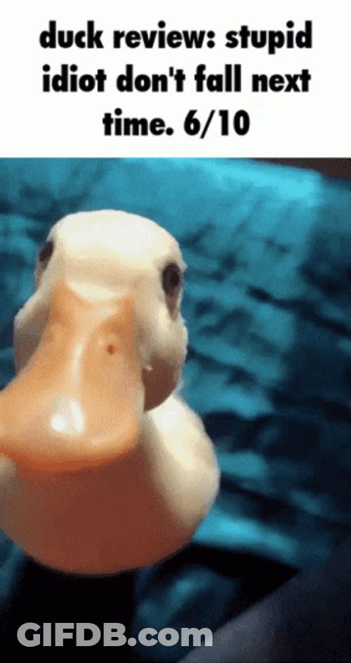 Duck Review Falling Fail Meme GIF