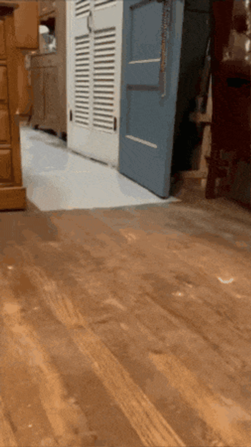 Duck Running Away GIF