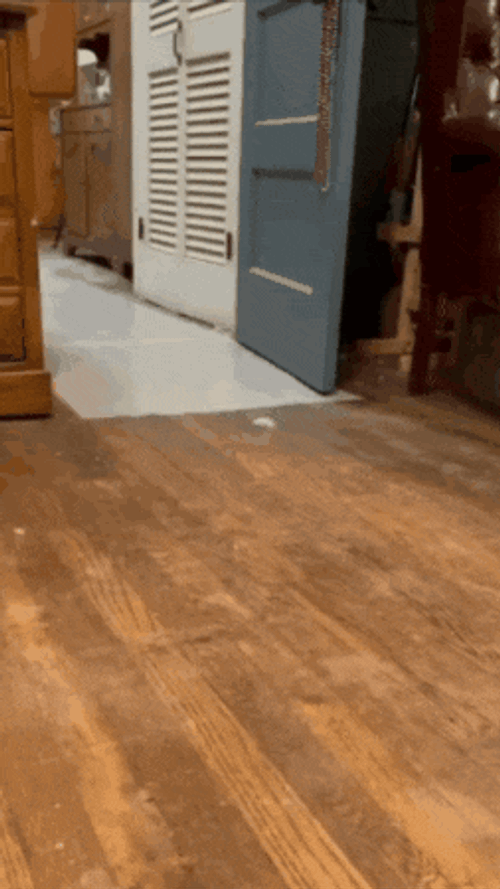 Duck Running Back GIF