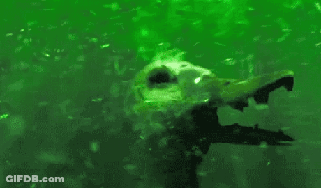 Duck's Skull Floating With Bubbles GIF