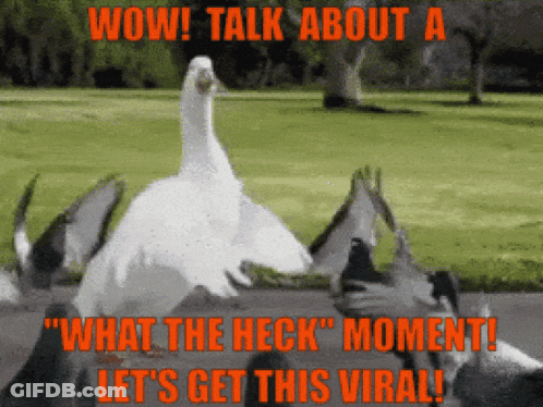 Duck Saying Wow What The Heck GIF