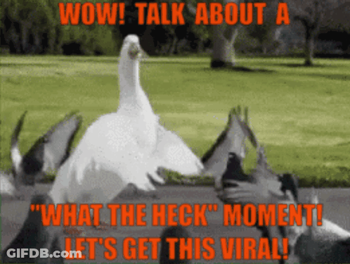 Duck Saying Wow What The Heck GIF