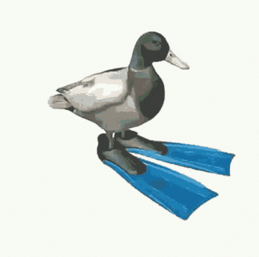 Duck Spinning Flipper Shoes GIF