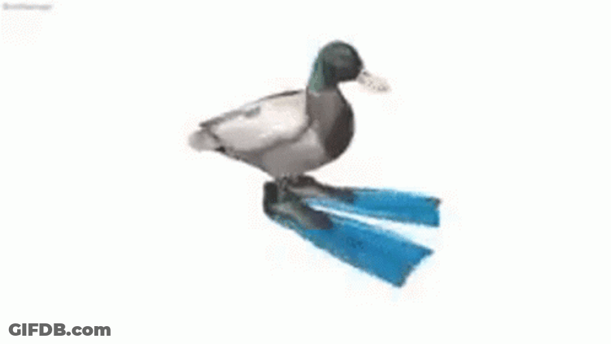 Duck Spinning Over Speed GIF