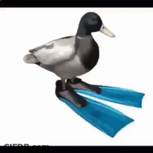 Duck Spinning Rotate GIF