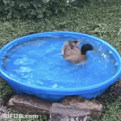 Duck Swimming In Blue Pool GIF