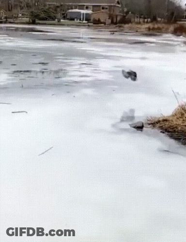 Duck Swimming Near House GIF