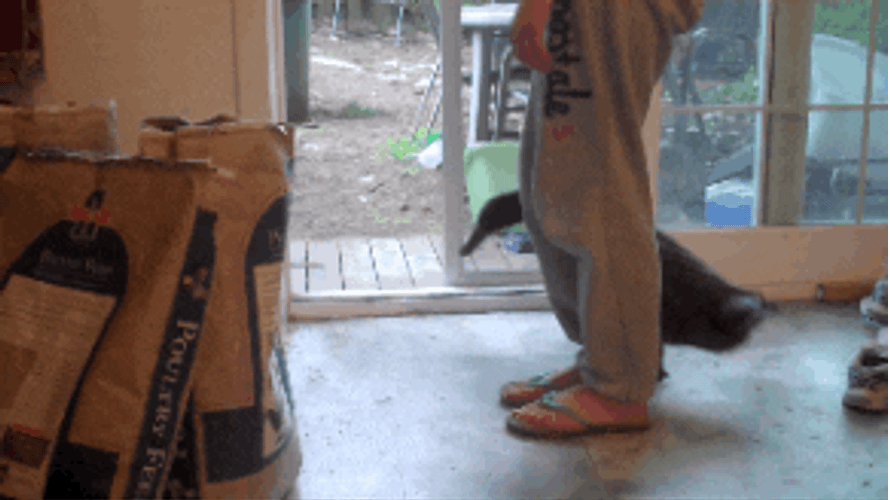 Duck Waddle In Circles GIF