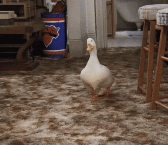 Duck Waddle Inside The House GIF