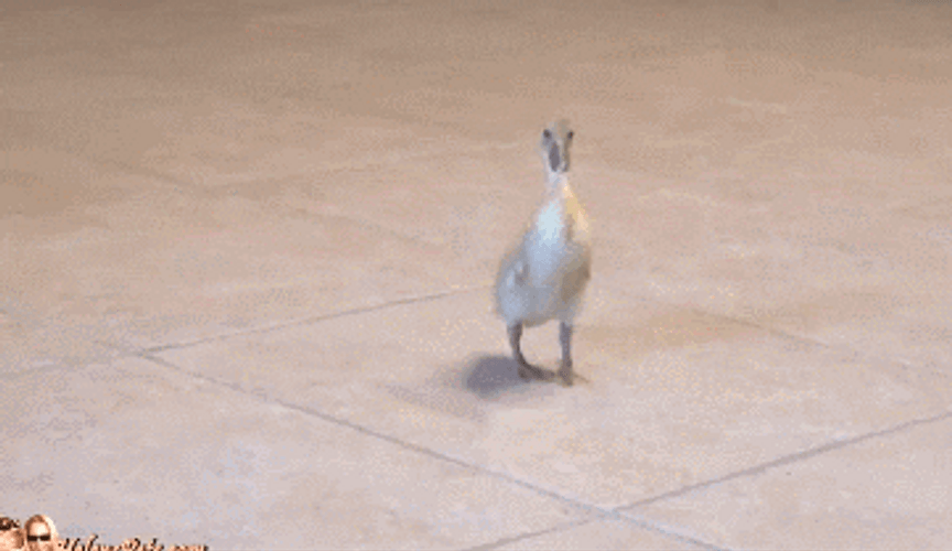 Duck Waddle While Following A Cat GIF